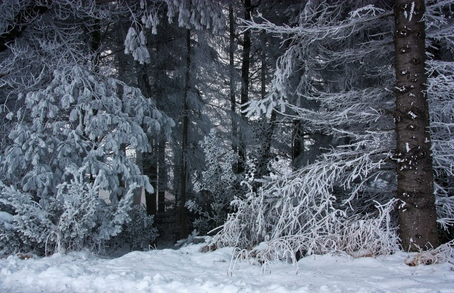俄罗斯亚寒带针叶林图片